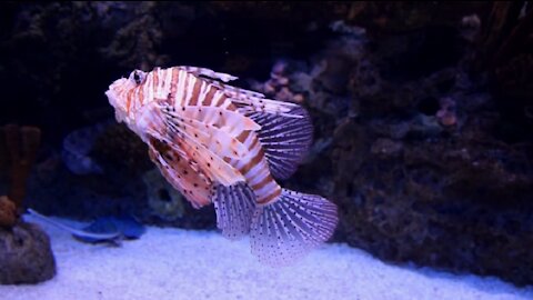 Sealife || A Scorpion Fish In An Aquarium