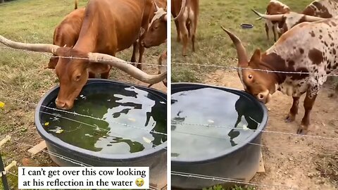 Cow drinking Water