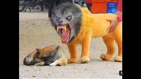 Troll Prank Dog Funny & Fake Lion and Fake Tiger Prank To Dog