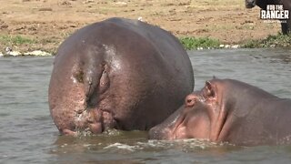 Hippo, Buffalo, Crocodiles, Birdlife, and More! | Kazinga Channel Uganda