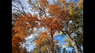 Tree Patterns 3: Autumn Aspirations