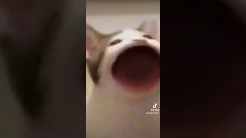 This Cat Has A Big Mouth!