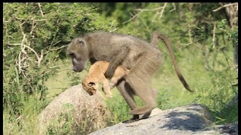 A monkey exploring a baby lion cub the cutest video of the day