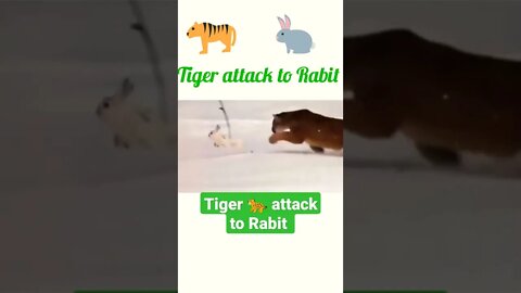 Tiger attack to Rabit ®