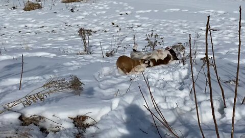 St. Bernards rolling down a hill