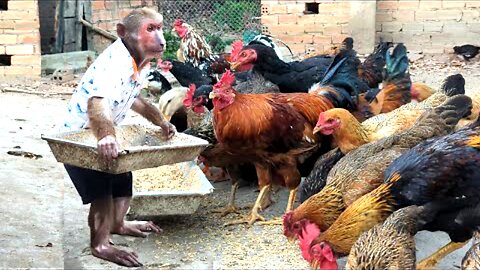 Abu farmer enlisted to help his mother feed the chickens FUNNY ANIMALS ABU