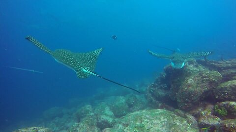 Bizarre giant fish brushes past scuba diver in Galapagos Islands