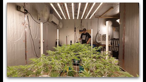 Spider Farmer SE7000 Apple Candie Grow Cycle E:23-22 - Flower Week 1 : Running AirCube Ebb And Flow