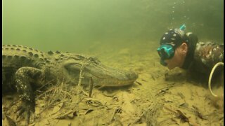 Swimming to Catch a Big Alligator.