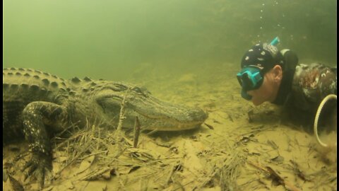 Swimming to Catch a Big Alligator.