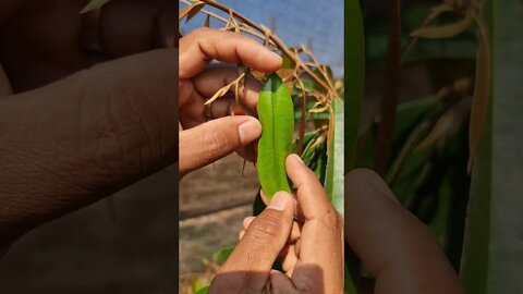 ស្លឹកទឹករលក - Durian Technical - Cambodia Agriculture