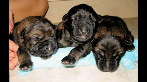 GSD working line puppies
