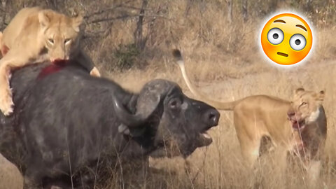 Lions attacking Buffalos - 6 Brutal Moments