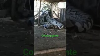 Cobra gigante em aldeia