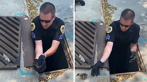 Police officer rescues ducklings from storm drain