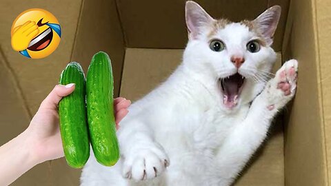 Try not to laugh!🤣 Funny cats / Funny animals🤣🤣 video 2