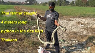 Thai farmer caught 4 meters long python in the rice field Thailand