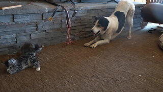 Look At My Butt, Hooman! And Aren’t The Kittens So Cool?!