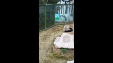 A lonely and happy panda!