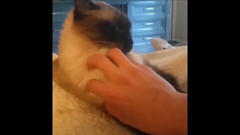Cat politely moves hand from petting him. #Shorts