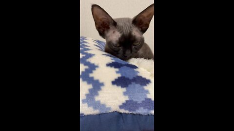 Devonrex TETO