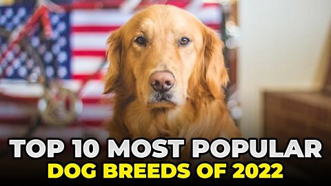 Top10 Most Popular Dogs According To AKC