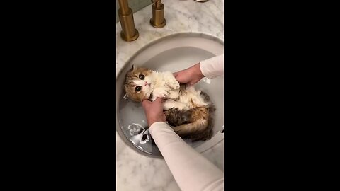 Cute cat bathing