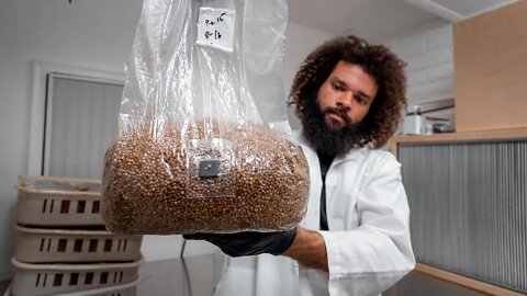 80 Bags of Autoclave Sterile Grain Spawn | Southwest Mushrooms