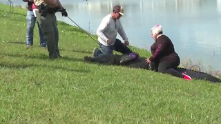 Woman, 85, killed by alligator while walking dog
