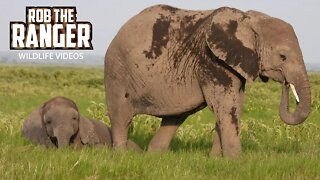 Sleeping Elephant Calf Rudely Awakened In Amboseli | Zebra Plains Safari