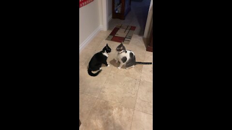 Cat Fight