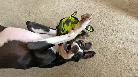 Funny Great Dane Loves Chewing Her Toy While Upside Down