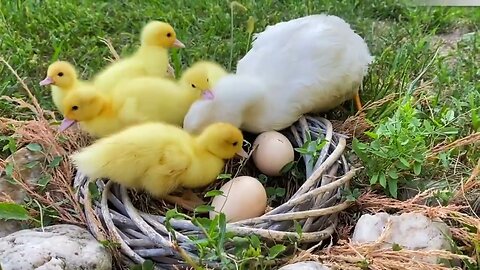Adorable Ducklings Mom's Loving Care for Unhatched Eggs
