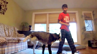 Cute Siberian Husky Really Hates Wearing Socks