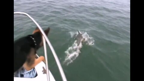 Jump of a dog into the water after a dolphin