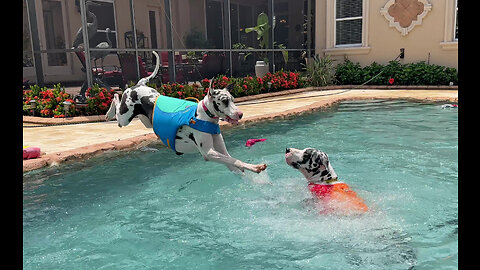 Six Great Danes Enjoy 2nd Birthday Pool Party Diving & Swimming Fun