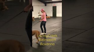 Dog training bullmastiff LonelyCreek #bullmastiff #bullmastiffpuppy #puppytraining