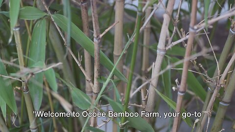 Orlando Area - Largest Bamboo Nursery 407-777-4807