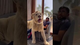 Meu Pet !🐕 ?🦁