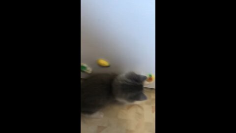 Donny Kitty Plays with Magnets