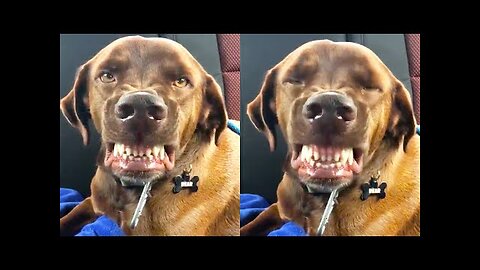 FUNNY99TEAM | DOGGO LOVES TO SMILE! | CUTE FUNNY DOGS