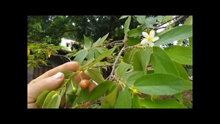 fruta algodão doce calabura (cereja de Barbados ) atrativos para pássaros e abelhas