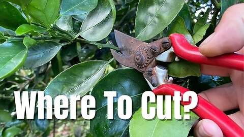 Pruning Tropical Fruit Trees: Citrus, Breadfruit, Avocado, Rambutan