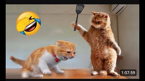 Funny cats and dogs fight 😂😂