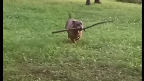 12 yr old dog runs from dad who is trying to take his stick!