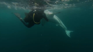 Shark Attack Caught on Tape 2023 - Great White Provoked By Diver - Official Amazing Planet