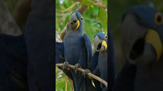 Arara Azul Maravilha de Aves #shorts