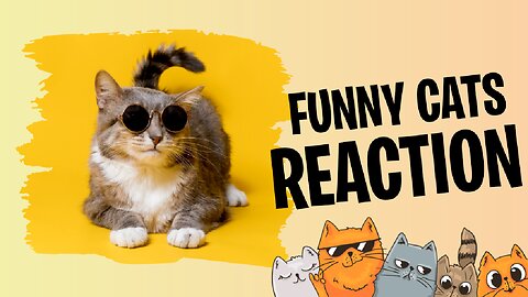 "Cat Comedy : Hilarious Feline Fights You Won't Believe!"