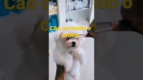 cão cortando o cabelo #shorts