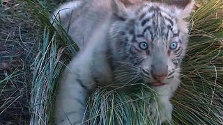 Rare White Tiger Triplets